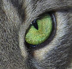 cat eye